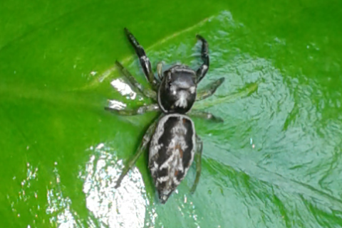 Salticidae da ID